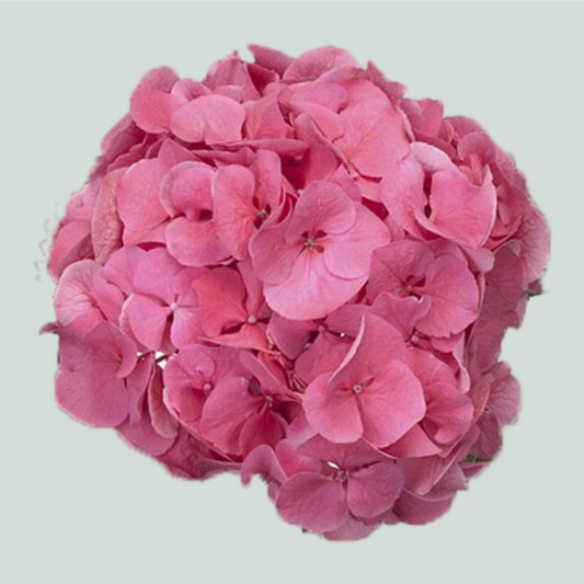 Hydrangea Sibilla (10 Stems)