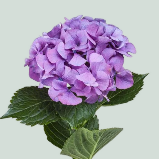 Hydrangea Sibilla Purple (10 Stems)