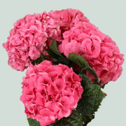 Hydrangea Sibilla Red (10 Stems)