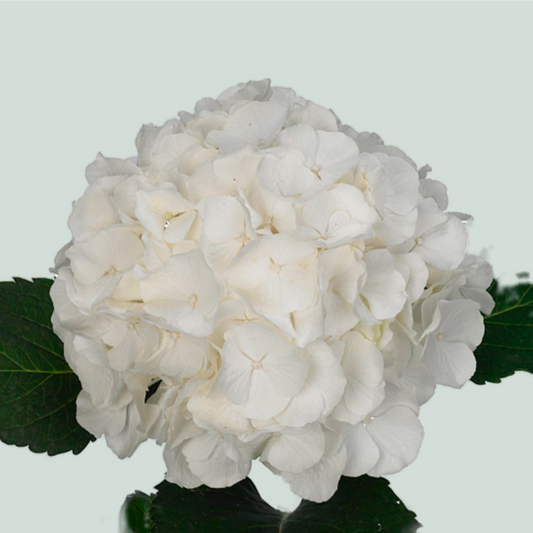 Hydrangea Verena White (10 Stems)