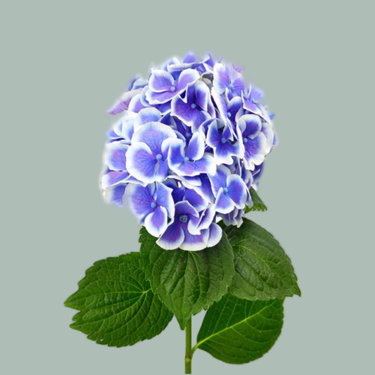 Hydrangea Beau Dali (10 Stems)