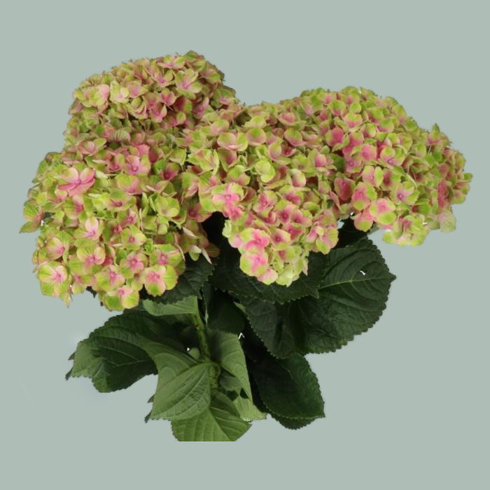 Hydrangea Magical Amethyst Pink (10 Stems)