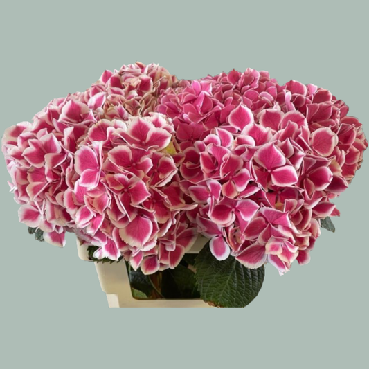 Hydrangea Magical Linn (10 Stems)