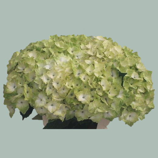 Hydrangea Magical Noblesse (10 Stems)