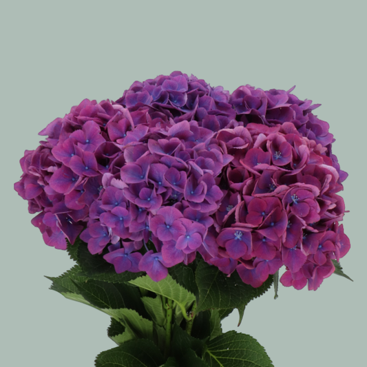 Hydrangea Royal Opera (10 Stems)