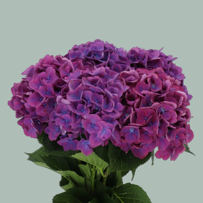 Hydrangea - Royal Opera