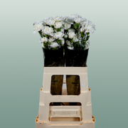 Carnation Spray Ibis