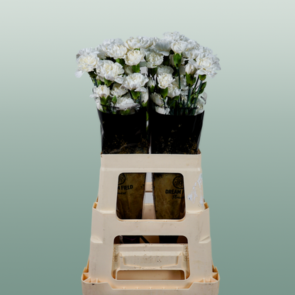 Carnation Spray Ibis (20 Stems)