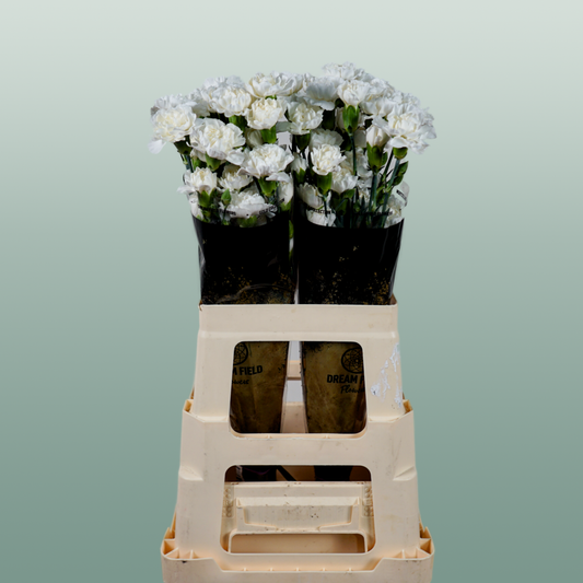 Carnation Spray Ibis (20 Stems)