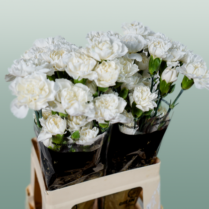 Carnation Spray Ibis (20 Stems)