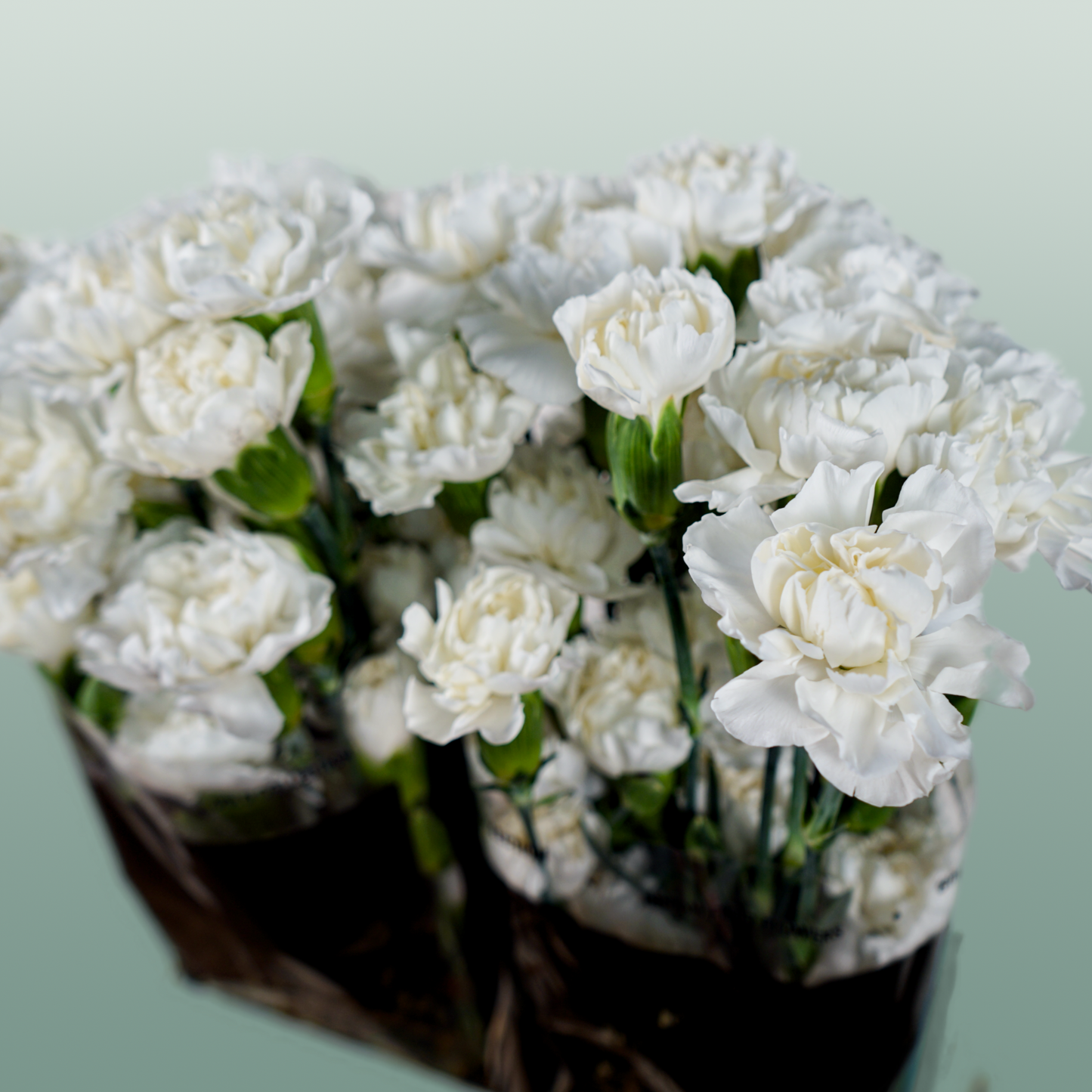 Carnation Spray Ibis (20 Stems)