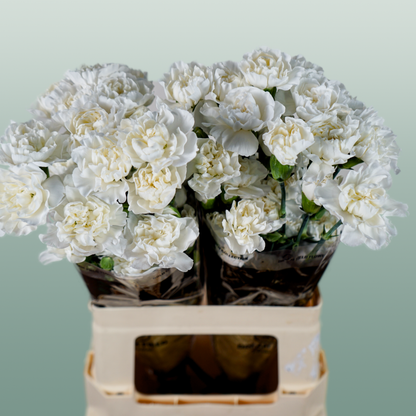 Carnation Spray Ibis (20 Stems)