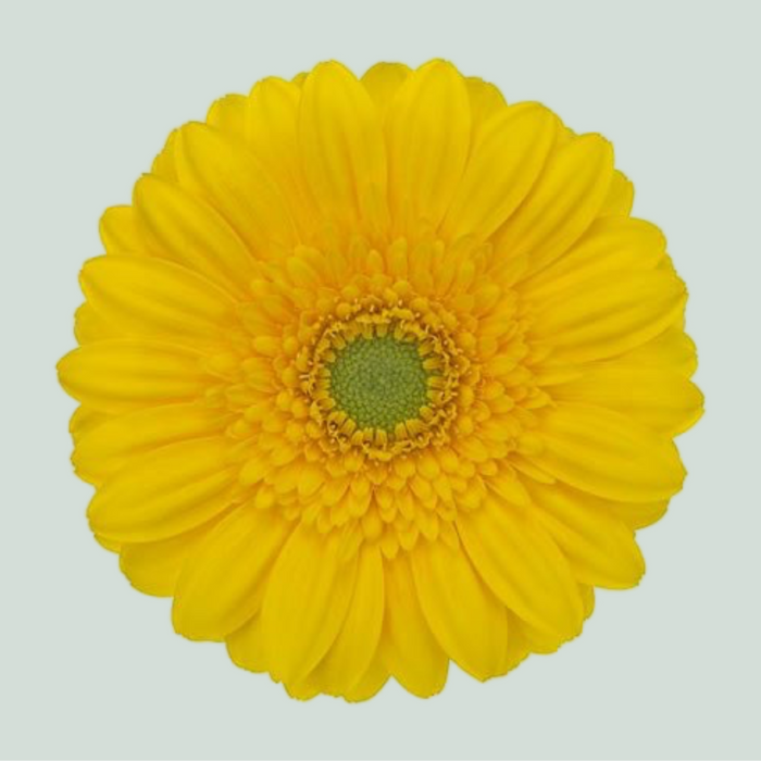 Germini Ilios (20 Stems)