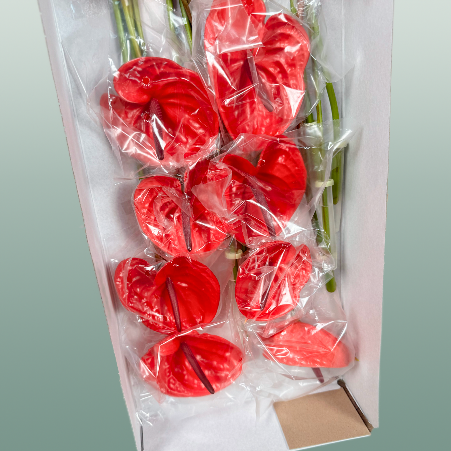 Anthurium Impulz
