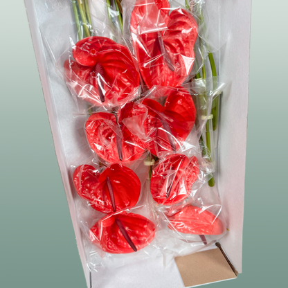 Anthurium Impulz