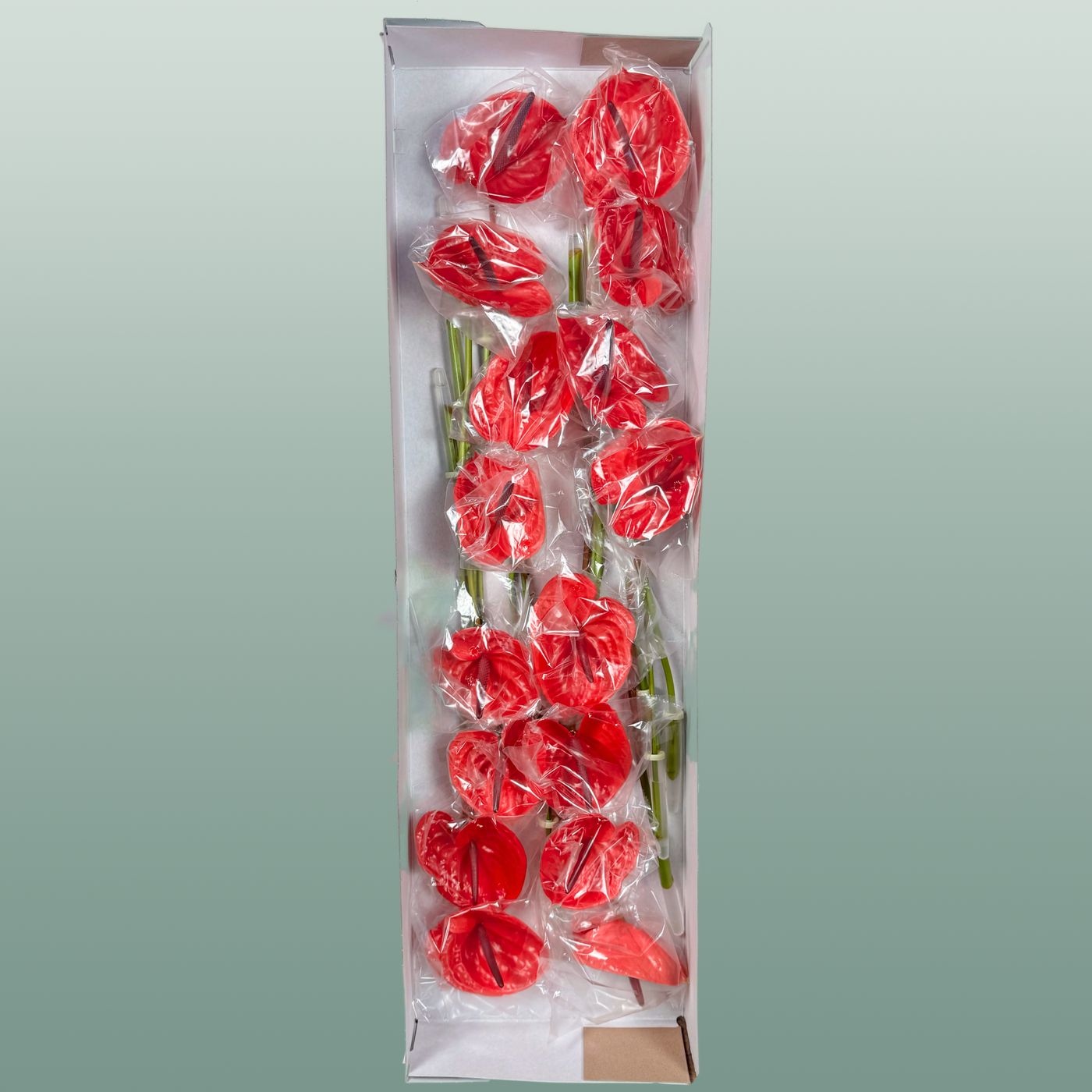Anthurium Impulz