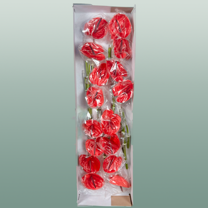 Anthurium Impulz