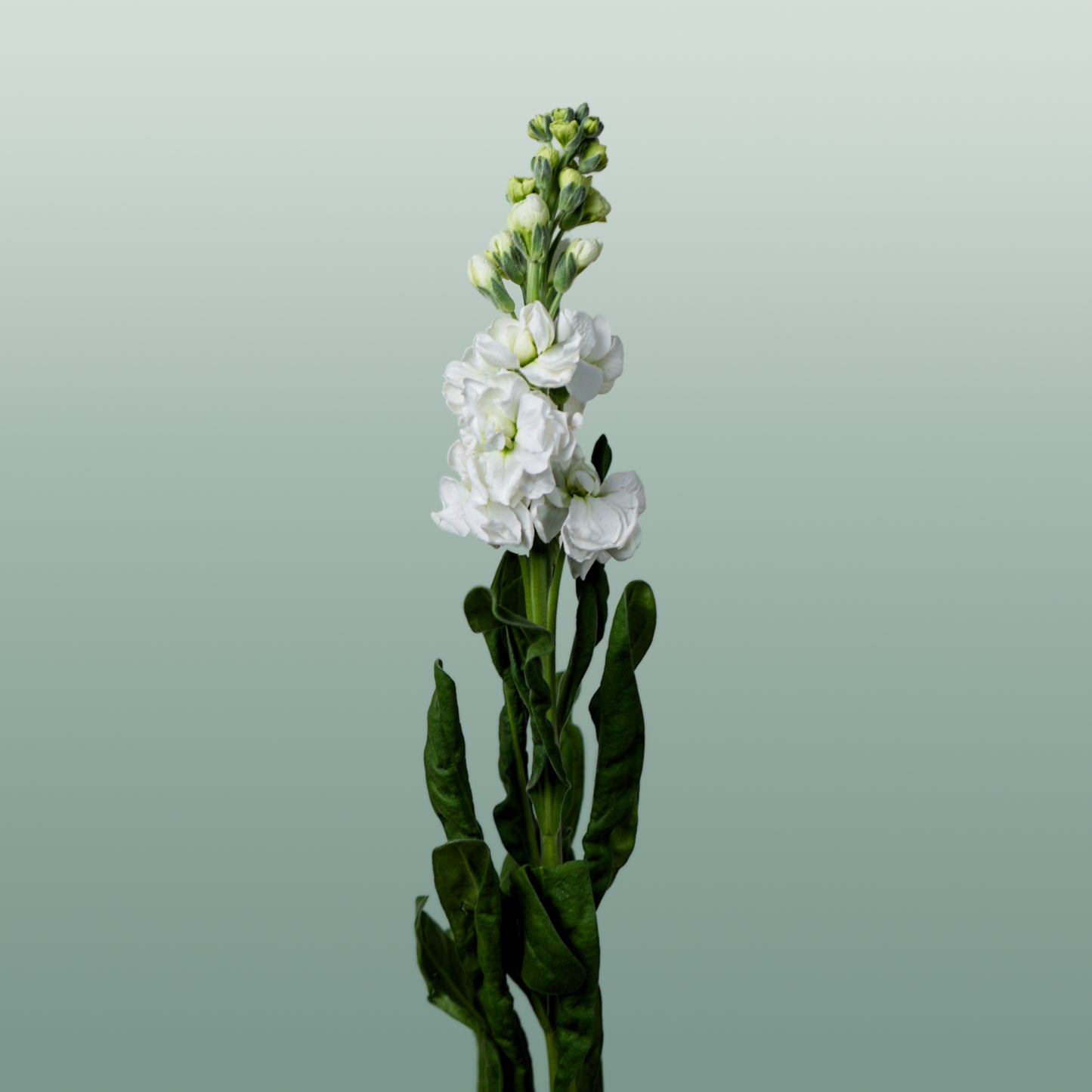 Matthiola Iron White