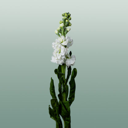 Matthiola Iron White