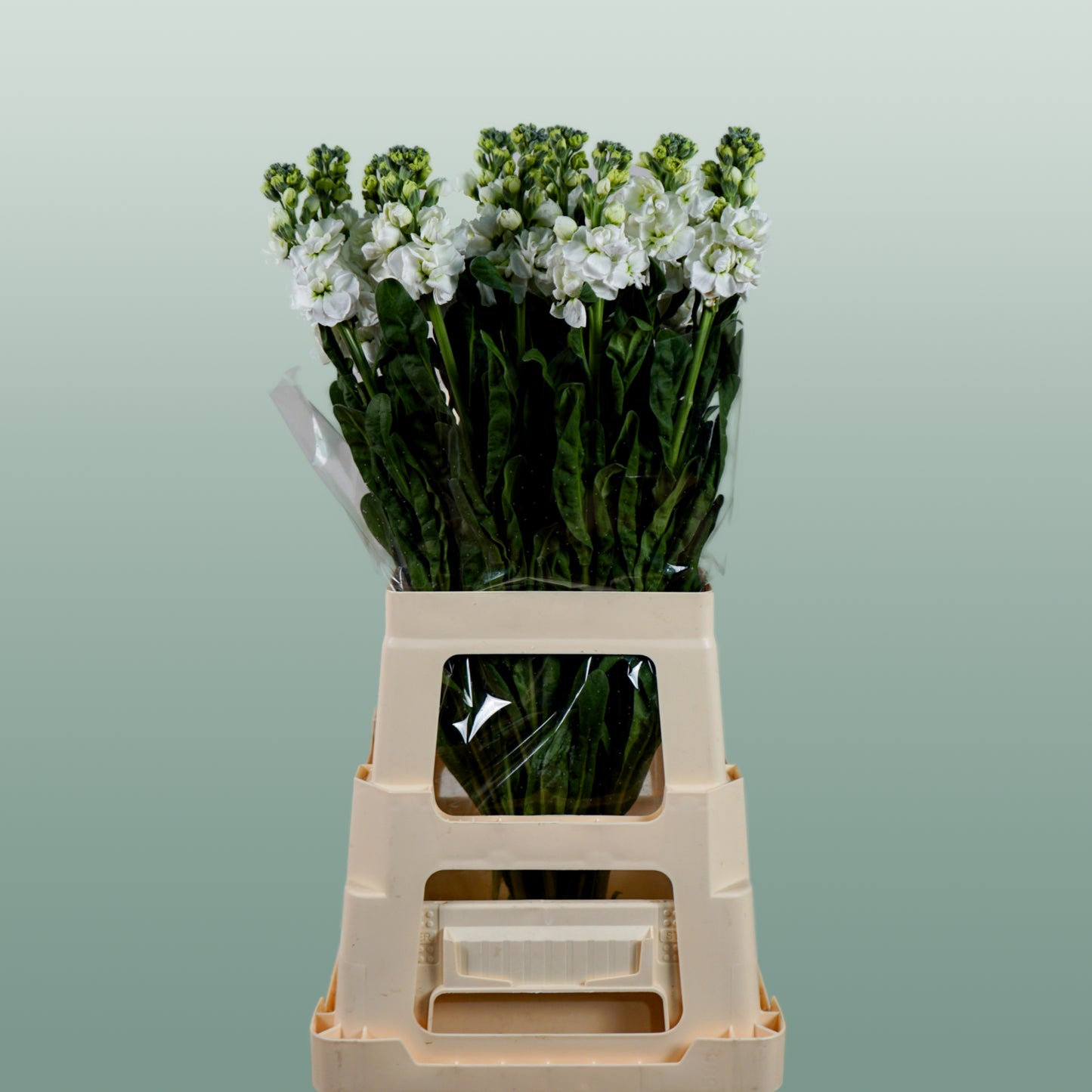 Matthiola Iron White