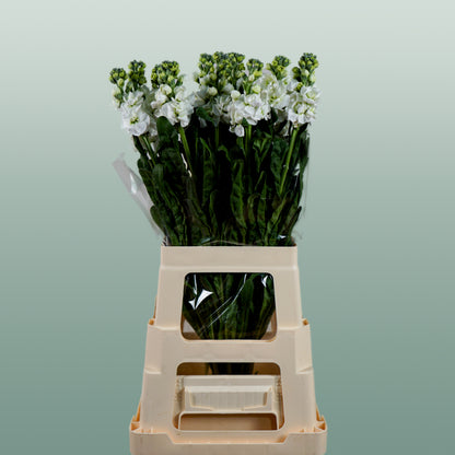 Matthiola Iron White