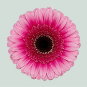 Germini Isabelle (20 Stems)