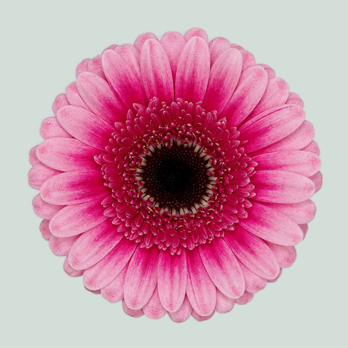 Germini Isabelle (20 Stems)