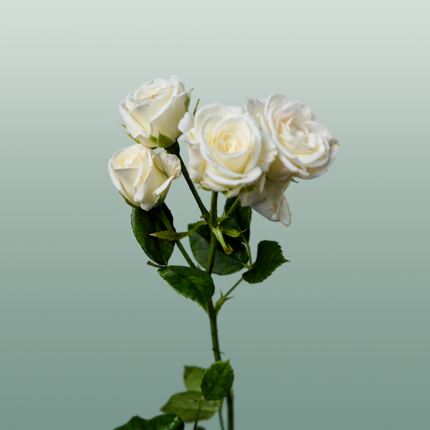 Spray Rose Josephine