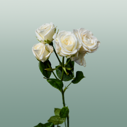 Spray Rose Josephine