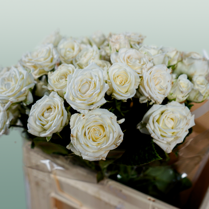 Spray Rose Josephine