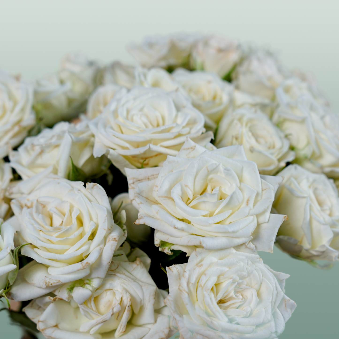 Spray Rose Josephine