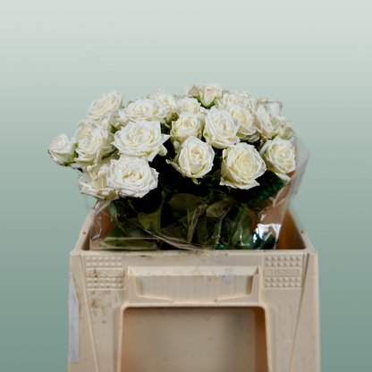 Spray Rose Josephine