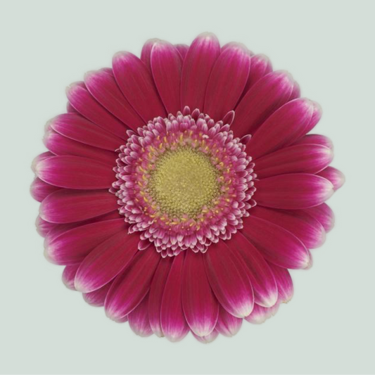 Germini Josie (20 Stems)