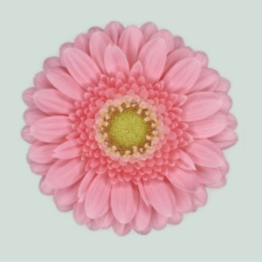 Germini Juna (20 Stems)