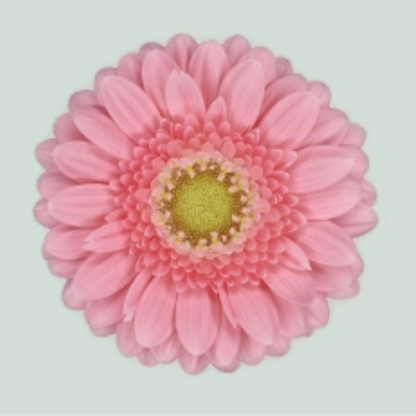 Pink Germini ‘Juna’ Cut Flowers – 40cm Stems