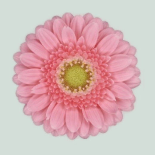 Pink Germini ‘Juna’ Cut Flowers – 40cm Stems
