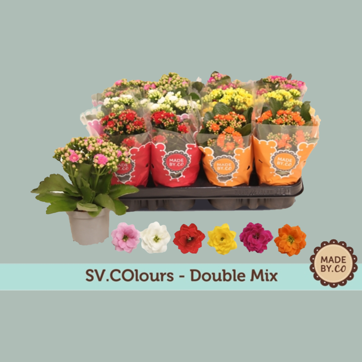 PL Kalanchoe Double Mix - (12 Plants)