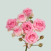 Spray Rose - Rosa - Kate-Lynn