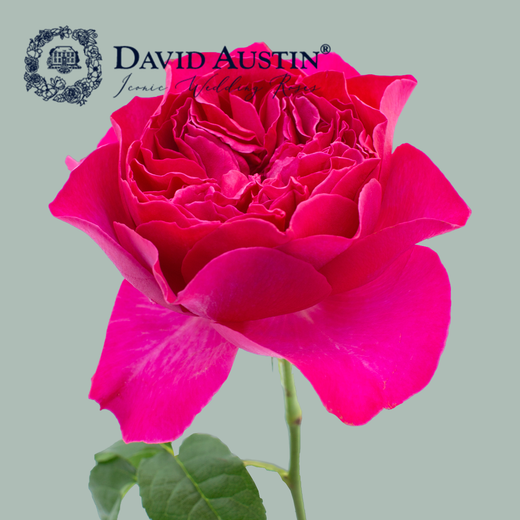 David Austin Kate Rose (24 Stems)