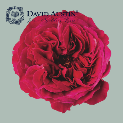 David Austin Kate Rose (24 Stems)