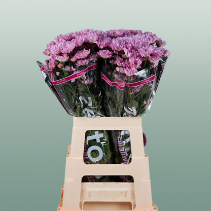 Chrysanthemum Spray Katinka