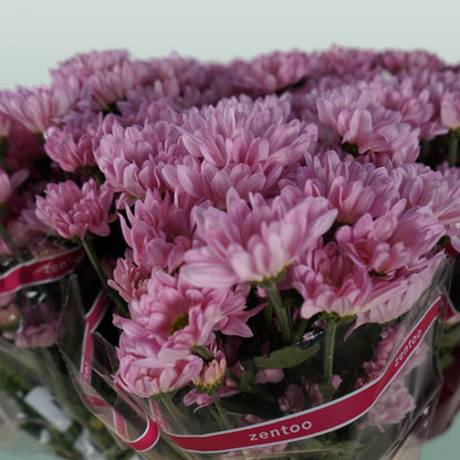 Chrysanthemum Spray Katinka