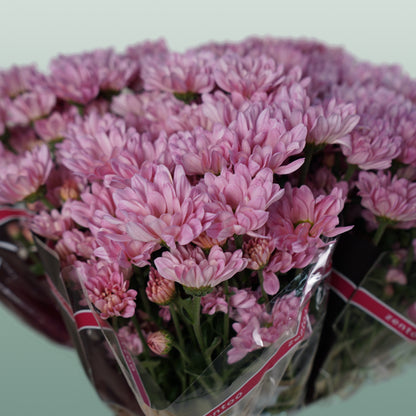 Chrysanthemum Spray Katinka