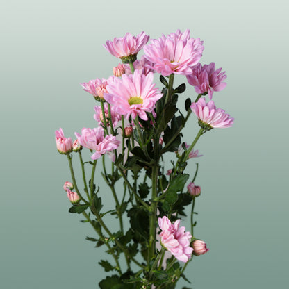 Chrysanthemum Spray Katinka