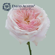 David Austin Keira Rose (24 Stems)