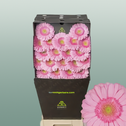 Germini Kimsey (20 Stems)