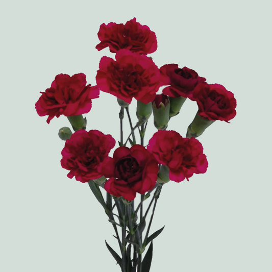 Carnation Spray Kingfisher Special (20 Stems)