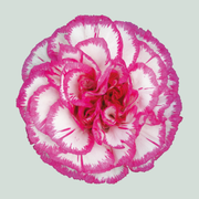 Standard Carnation - Dianthus - Kino