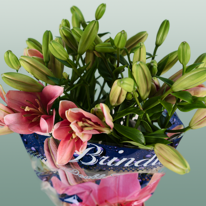 Lily Brindisi (LA) (10 Stems)