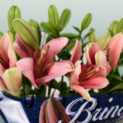 Lily Brindisi (LA) (10 Stems)